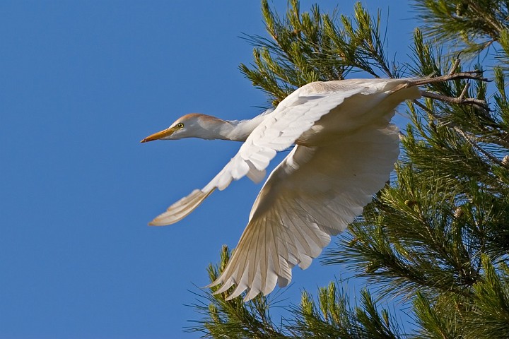 Kuhreiher Bubulcus ibis Cattle Egret